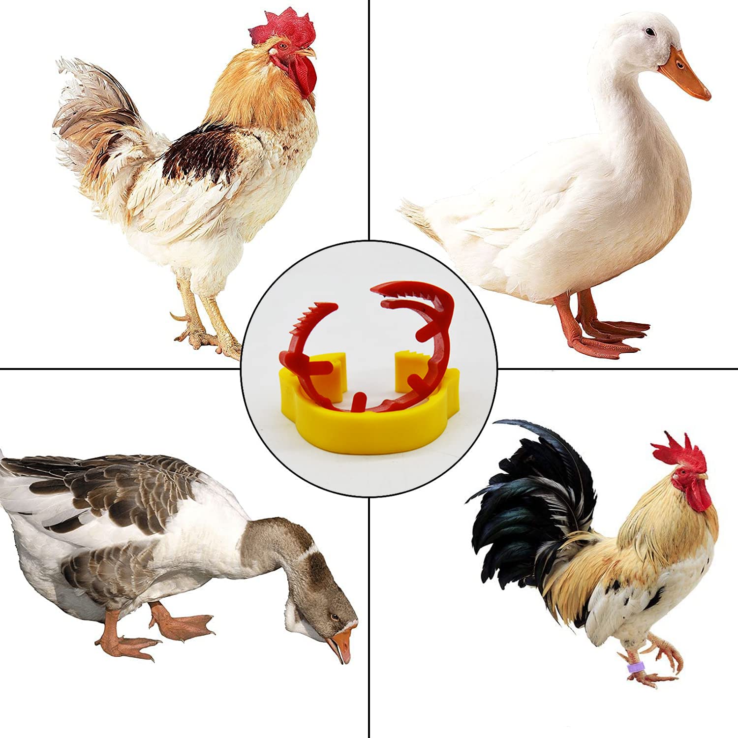 100 Pièces Anneaux Plastique Numérotés 16mm Pour Volaille Poulets Canards - Bleu