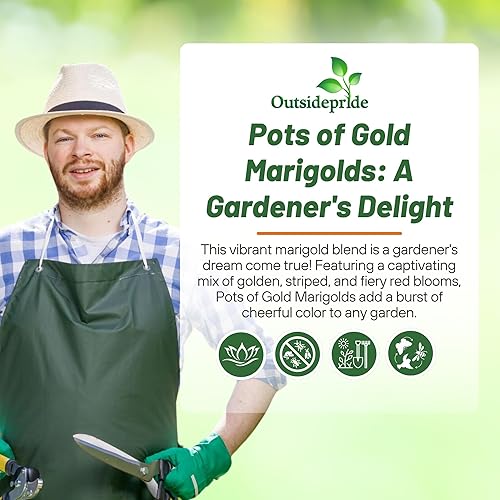 Miniatura 5 de Outsidepride Tagetes patula Ollas de Caléndula Francesa de Oro Semillas de Flores de Jardín - 100 Semillas
