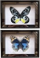 Vista 50 de 2 piezas enmarcadas de mariposa real, espécimenes de mariposa de taxidermia en marco, colección de insectos, decoración de escritorio para el hogar