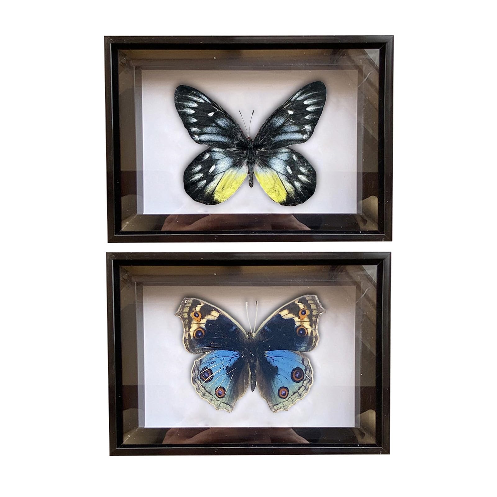 CXUEMH 2 Pcs Framed Butterfly Real Butterfly Specimens Taxidermy Butterfly in Frame Insect Collection Home & Office Desktop Decor Craft Gift for Men Women (Black P)