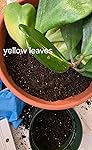 Review Image by Amazon Customer