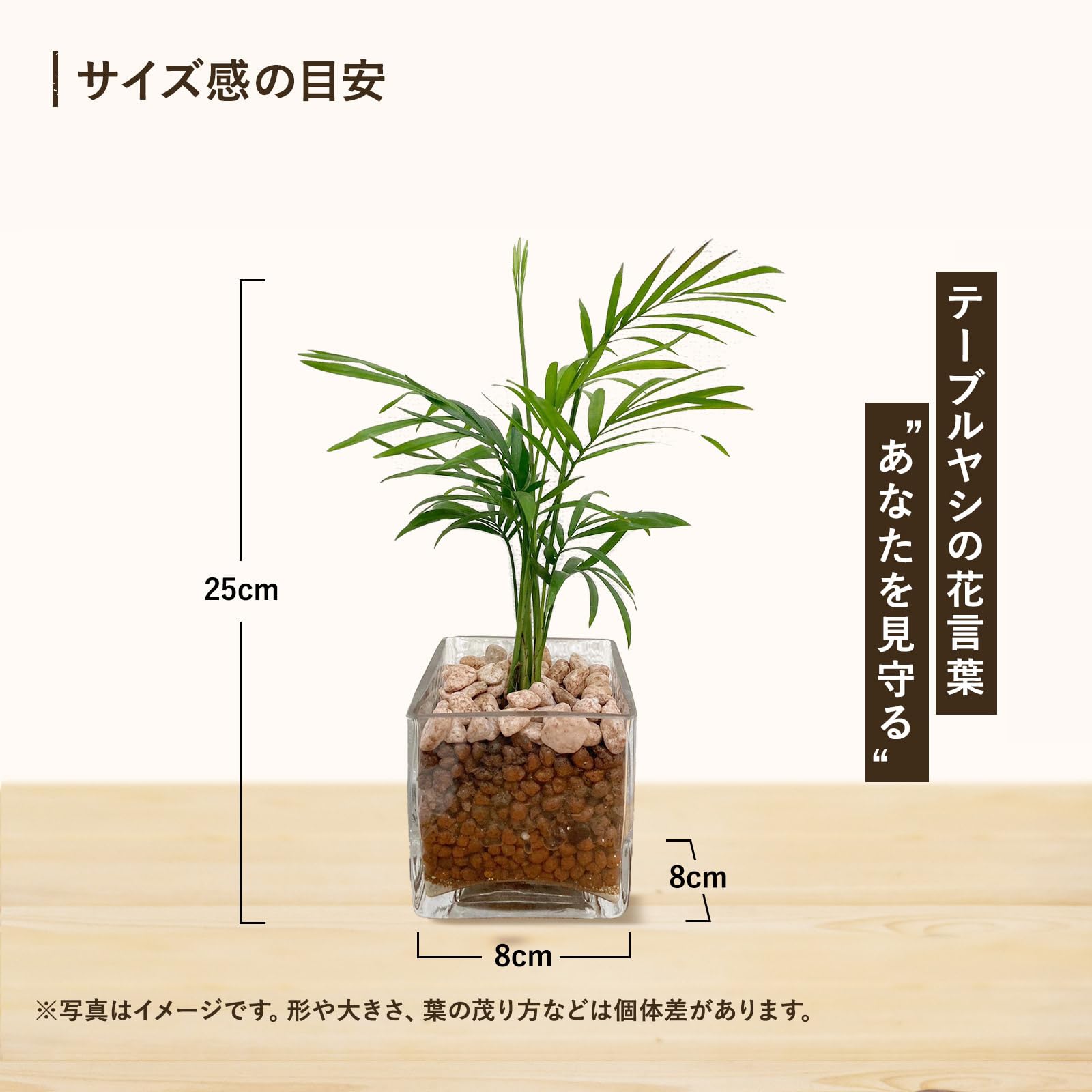 Amazon｜テーブルヤシ 観葉植物 本物 ミニ おしゃれ 育てやすい【 l 