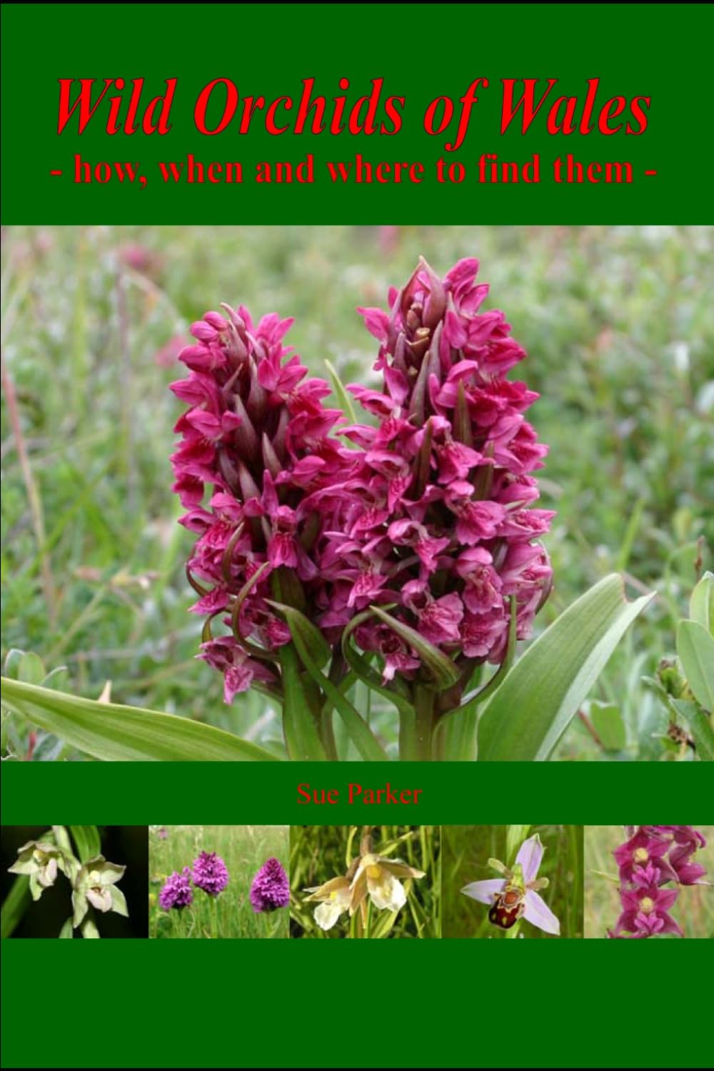 Wild Orchids of Wales: - how, when and where to find them -
