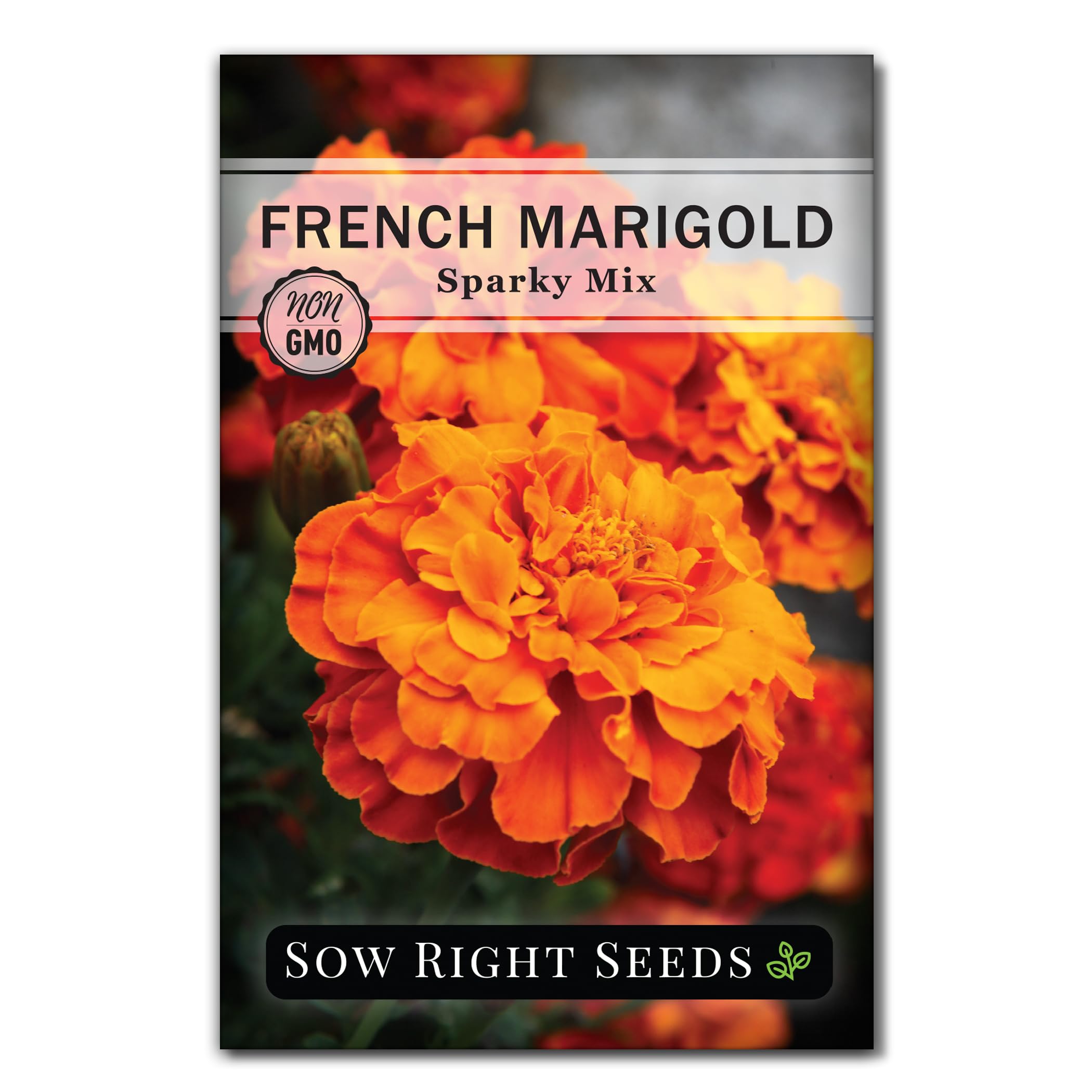 Sow Right Seeds - Sparky Mix French Marigold Seed for Planting Flowers