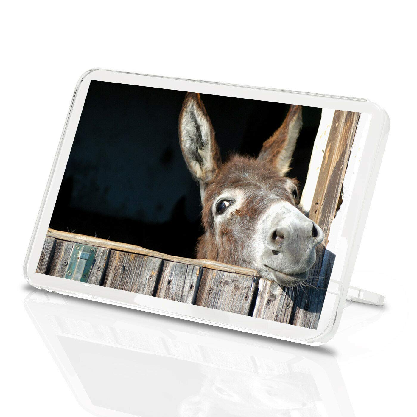 Destination Vinyl Magnets Multicolor Cheeky Donkey Classic Fridge Magnet - Funny Horse Pony Animal 8260