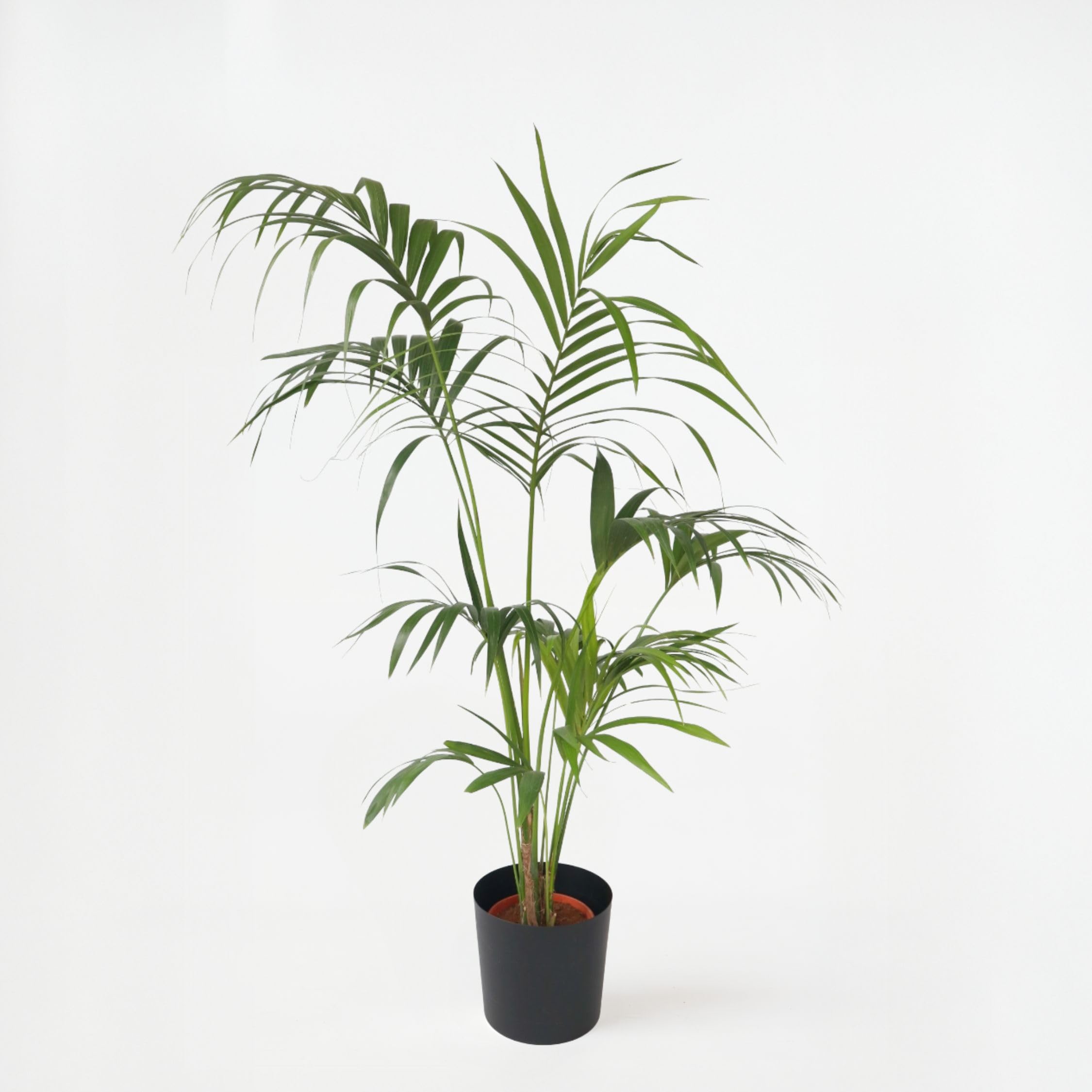 Plant in a Box - Howea forsteriana - Kentia Farn-Palme - Zimmerpflanze - Immergrün - Topf 24cm - Höhe 150-170cm