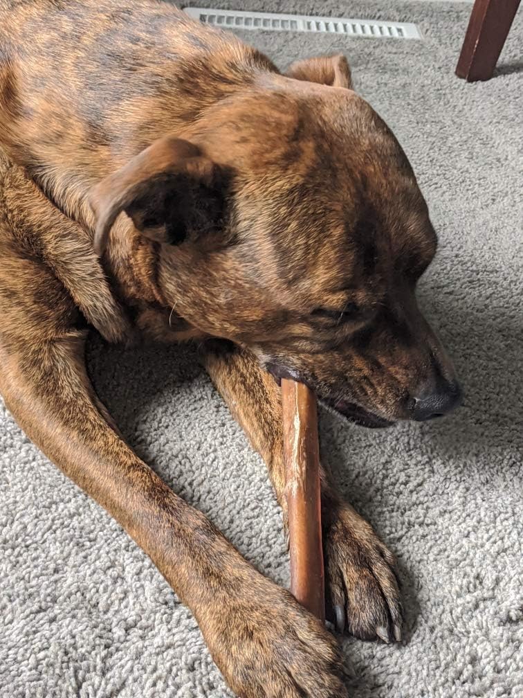 Devil Dog Pet Co Premium Bully Sticks for Dogs - Best Single Ingredient Pizzle Dog Chews - 100% Grass-Fed, Free-Range Beef - Rawhide Alternative - USA Veteran Owned (Jumbo, 12 Inch - 3 Pack)
