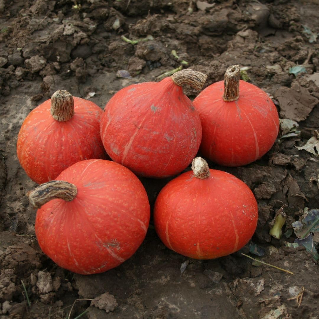 Squash 'Kabocha Sun Spot' Seeds – Small Dark Orange Kabocha Squash with Dense, Dry Flesh – Perfect for Roasting & Soups – Easy to Grow Vegetable Seeds – 1x Packet 4 Seeds by Thompson & Morgan