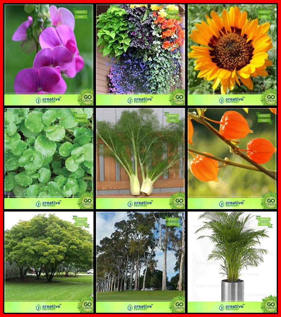 Creative Farmer Gardening Seeds Combo Flower Seeds and Tree Seeds : Siris Tree, Eucalyptus Citriodora, Golden Cane Palm, Ashwagandha, Fennel Folrance, Water Cress, Sweet Pea and Others -2 Packs (B07HV7TN5B) Amazon Price History, Amazon Price Tracker