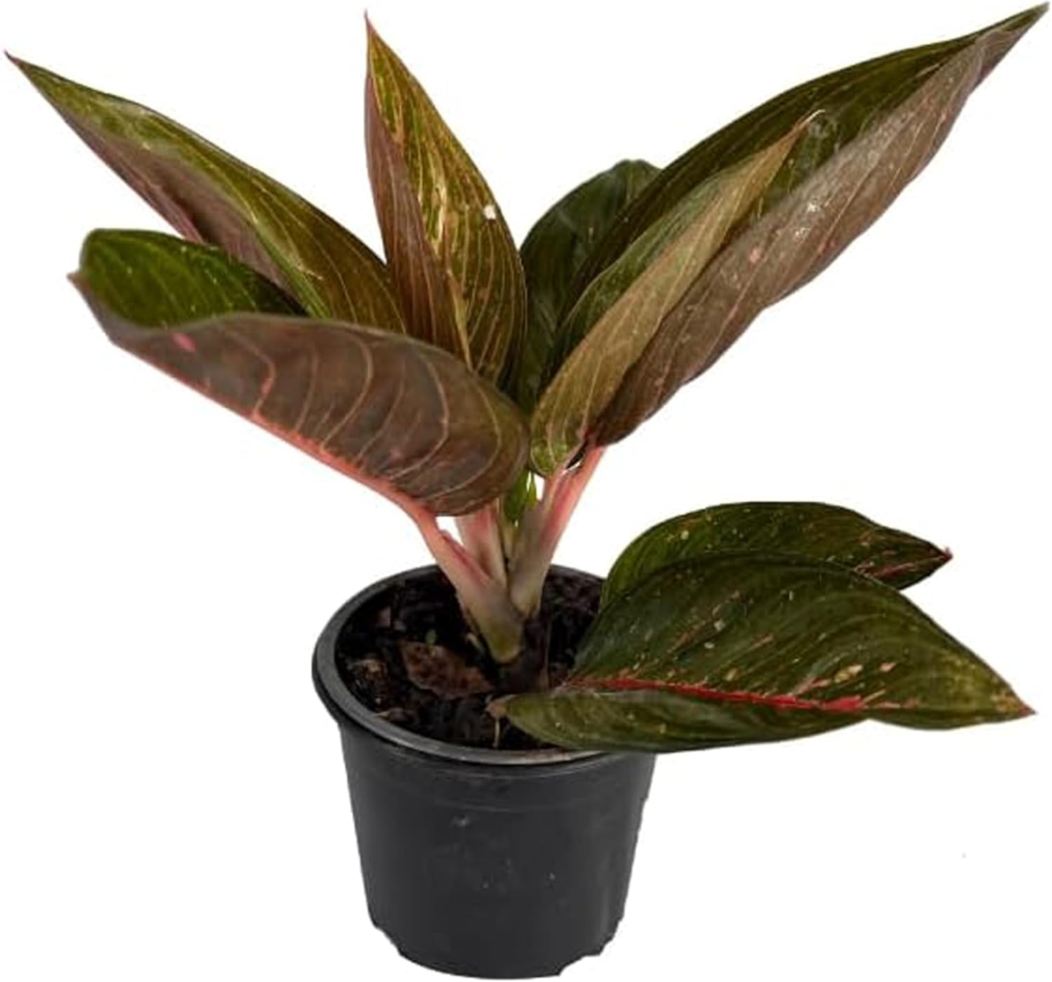 LEAL PLANTS ECUADOR Aglaonema Siam| Live Chinese Evergreen Indoor Plant | Natural Décor & Air-Purifying Evergreen | Elegant Low-Maintenance Houseplants for Home or Office | Colorful Plant