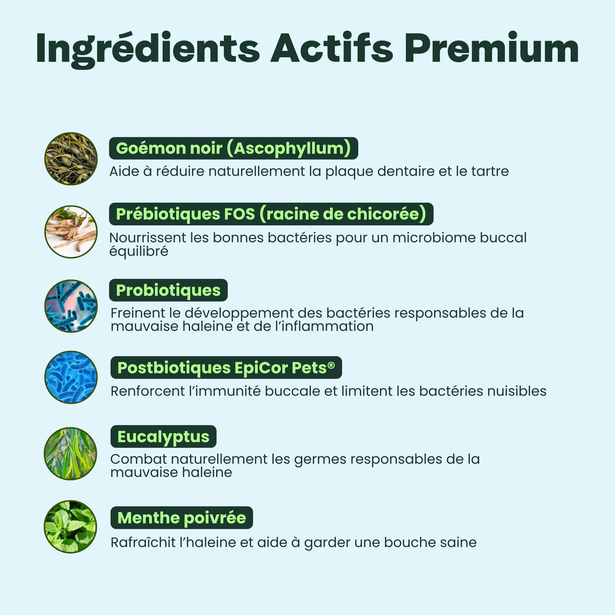 BESTI - Haleine, Dents & Gencives | Poudre Dentaire pour Chiens | Anti-Tartre, Mauvaise Haleine | Pré Post Probiotiques Naturels | Marque Française - Formule Vétérinaire | Eucalyptus | 75 Doses | 150g
