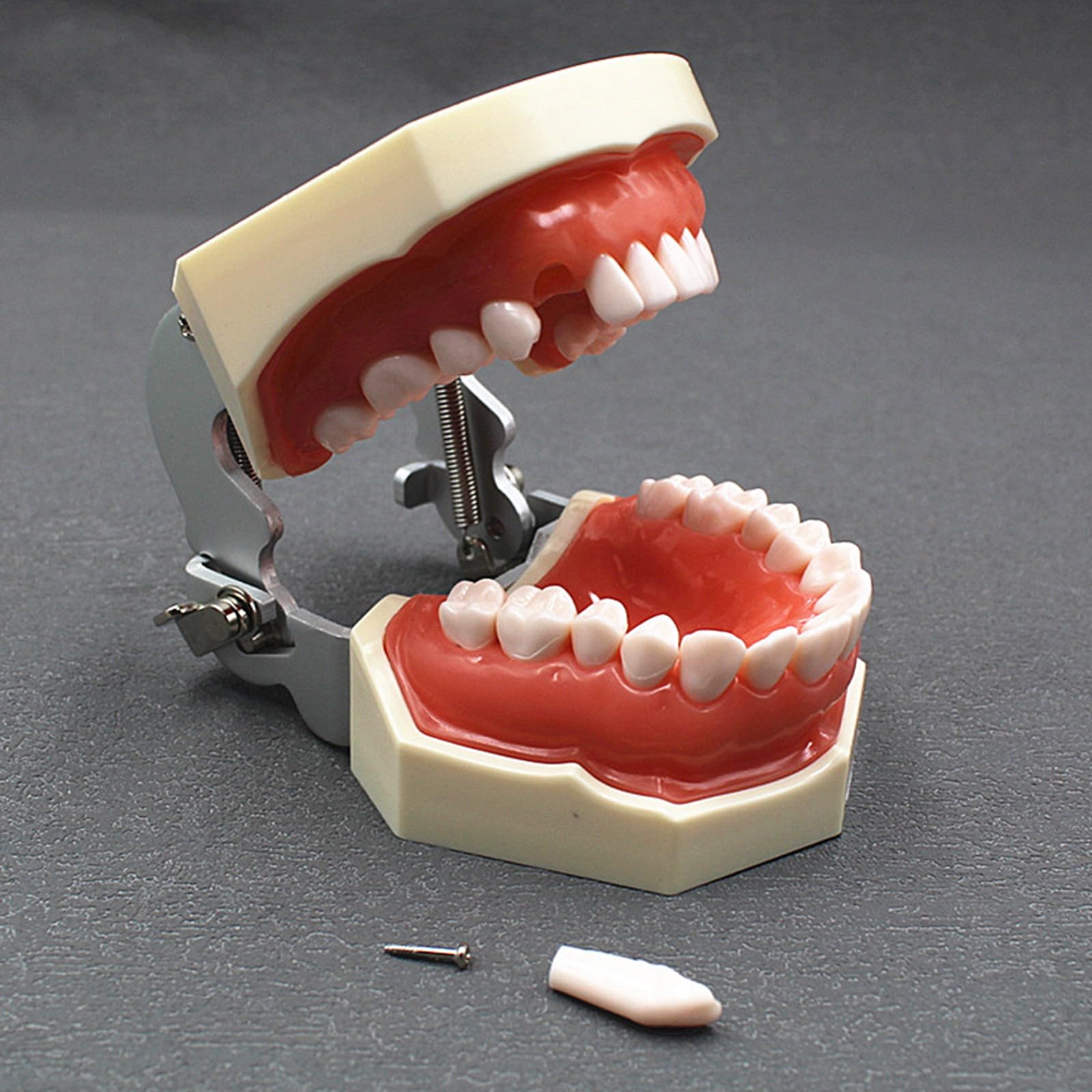 Kit diga in Gomma endodontica Dentale - Set di Strumenti per la Pratica della Scheda di punzonatura della diga in Gomma - per l'educazione scientifica all'esame Orale Dentale,B,25cm