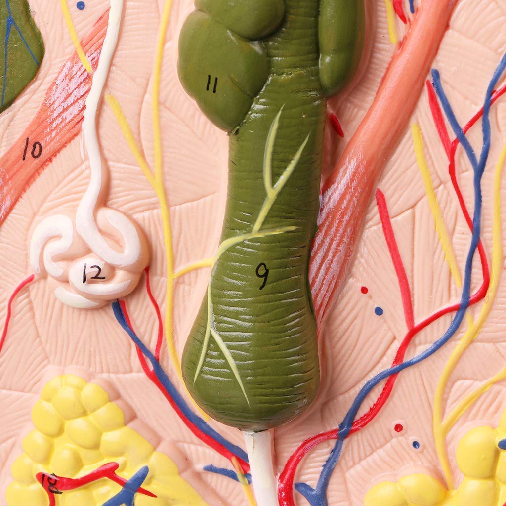 Model edukacyjny Model skóry ludzkiej Blok anatomii plastycznej Materiały dydaktyczne medyczne, modele medyczne