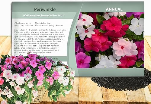 Outsidepride Valiant Mix - Semillas de bígaro para plantar, 25 unidades, anuales, de floración rápida, tolerantes al calor y a la sequía con colores