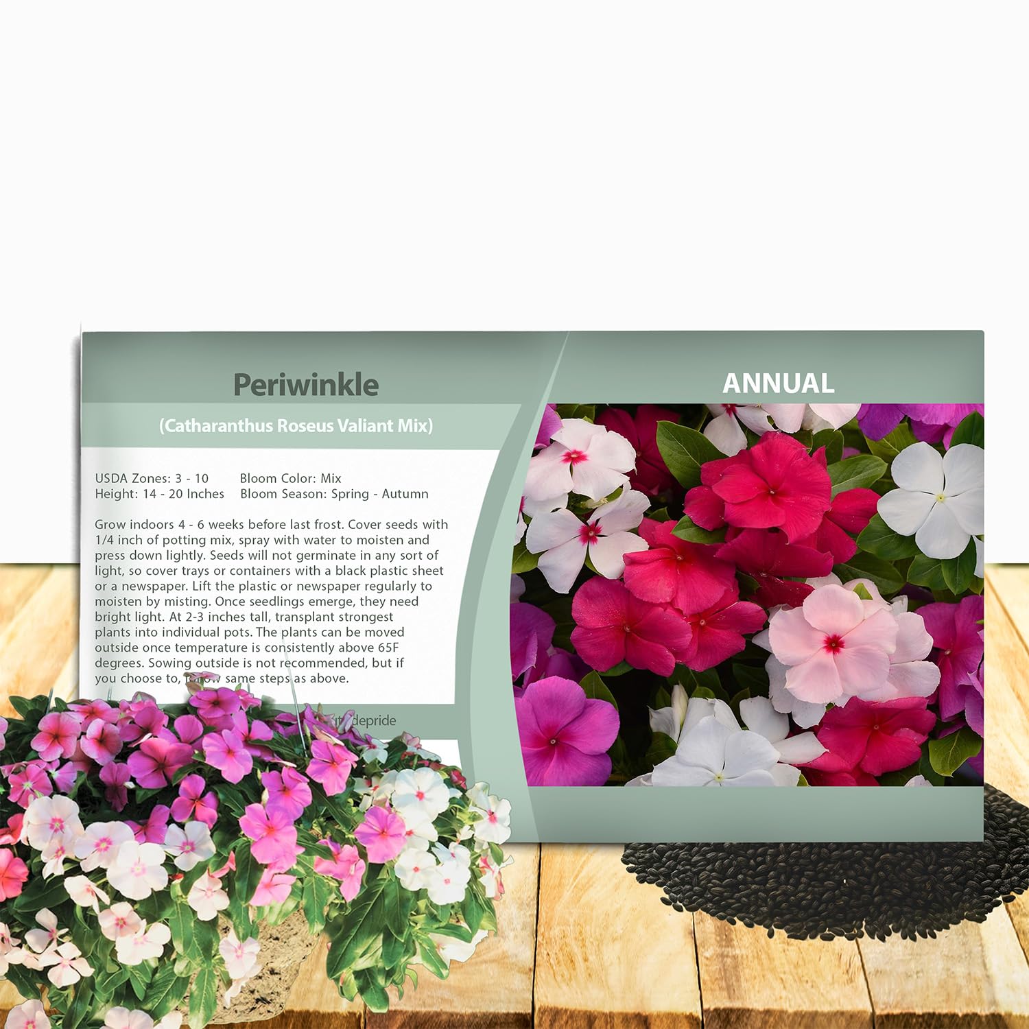 Valiant Mix Periwinkle Seeds for Planting – 50 Pcs Annual, Fast-Blooming, Heat & Drought Tolerant Vinca Flower Seeds with Vibrant Colors Ideal for Gardens, Beds, Borders & Containers