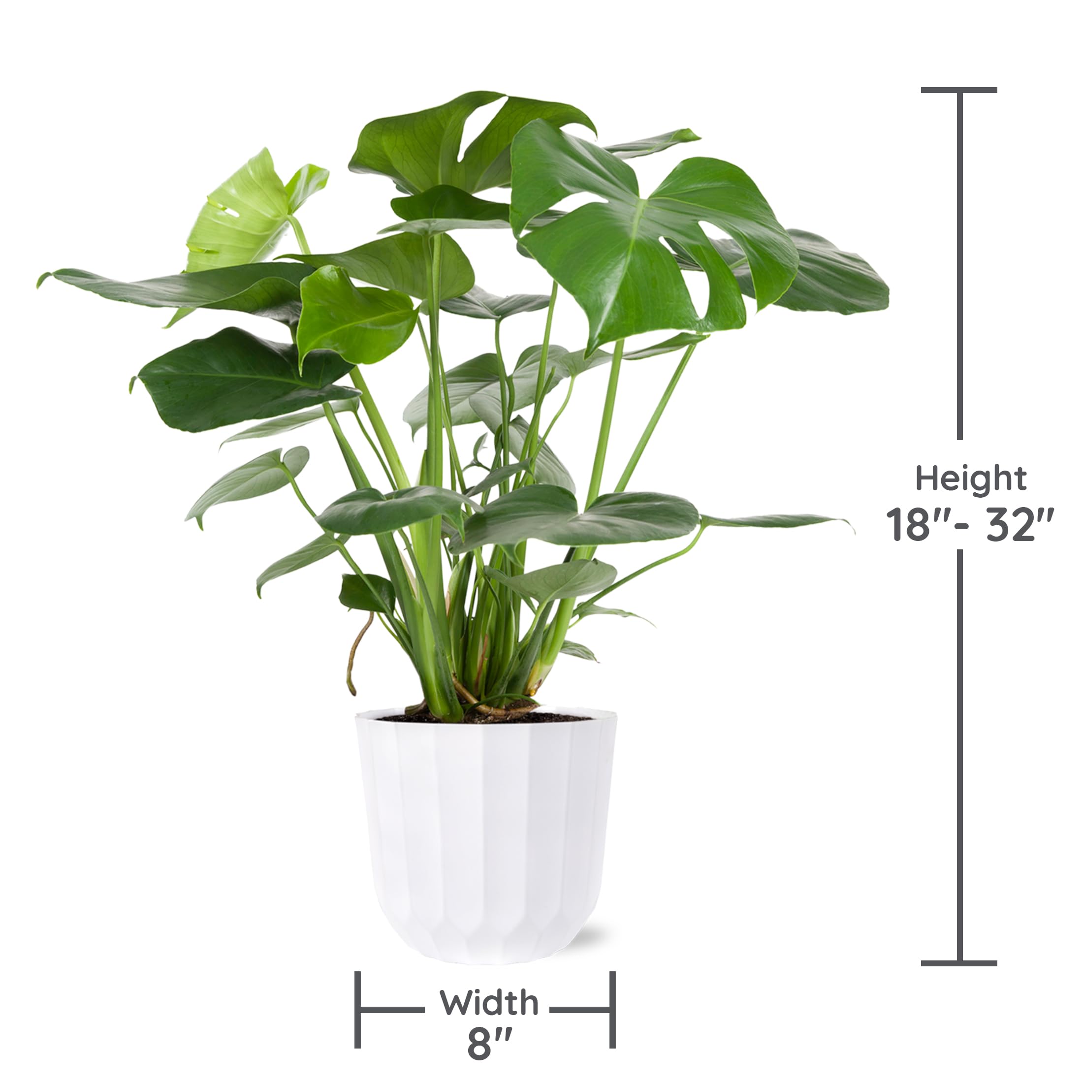 Amazon.com : Green Circle Growers 8" Monstera Live Indoor Plants in 8  White Jazz, House Plant, Bright Indirect Light : Patio, Lawn & Garden