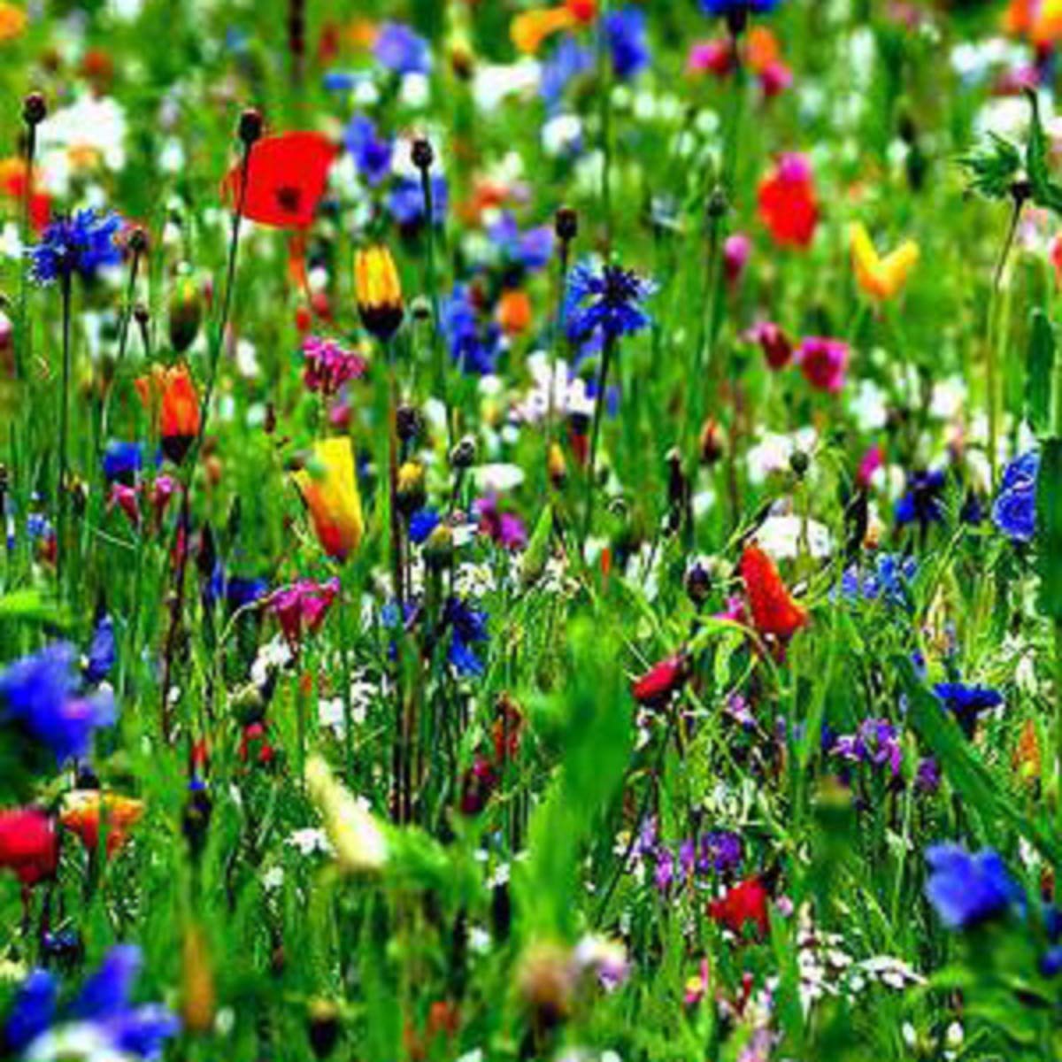 Clay and Heavy soils Meadow Seeds (250g)