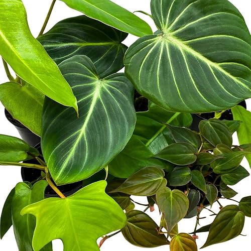 Miniatura 4 de BubbleBlooms Surtido de filodendros en macetas de 4 pulgadas, juego de 5