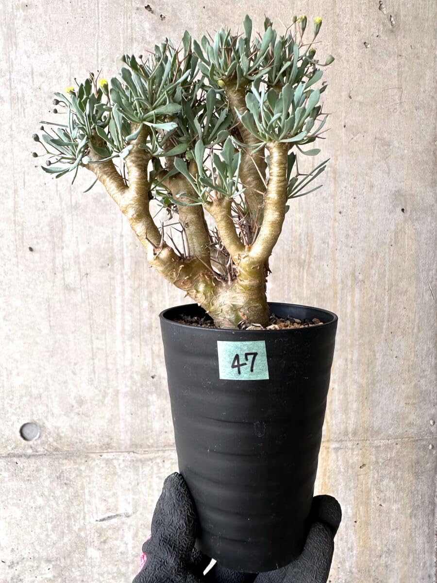 Amazon｜【現品限り】オトンナ・ユーフォルビオイデス【O47】 Othonna