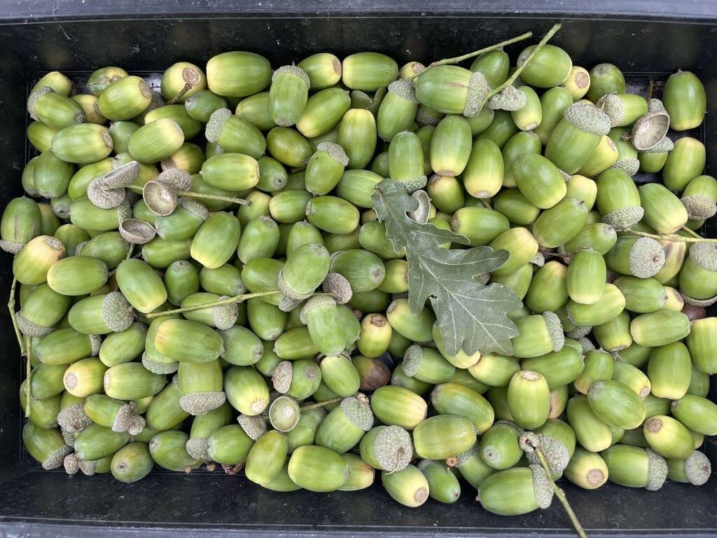 Buy English Oak Tree /Acorns x10 Grow Your own Oak Tree Online at desertcartSri Lanka