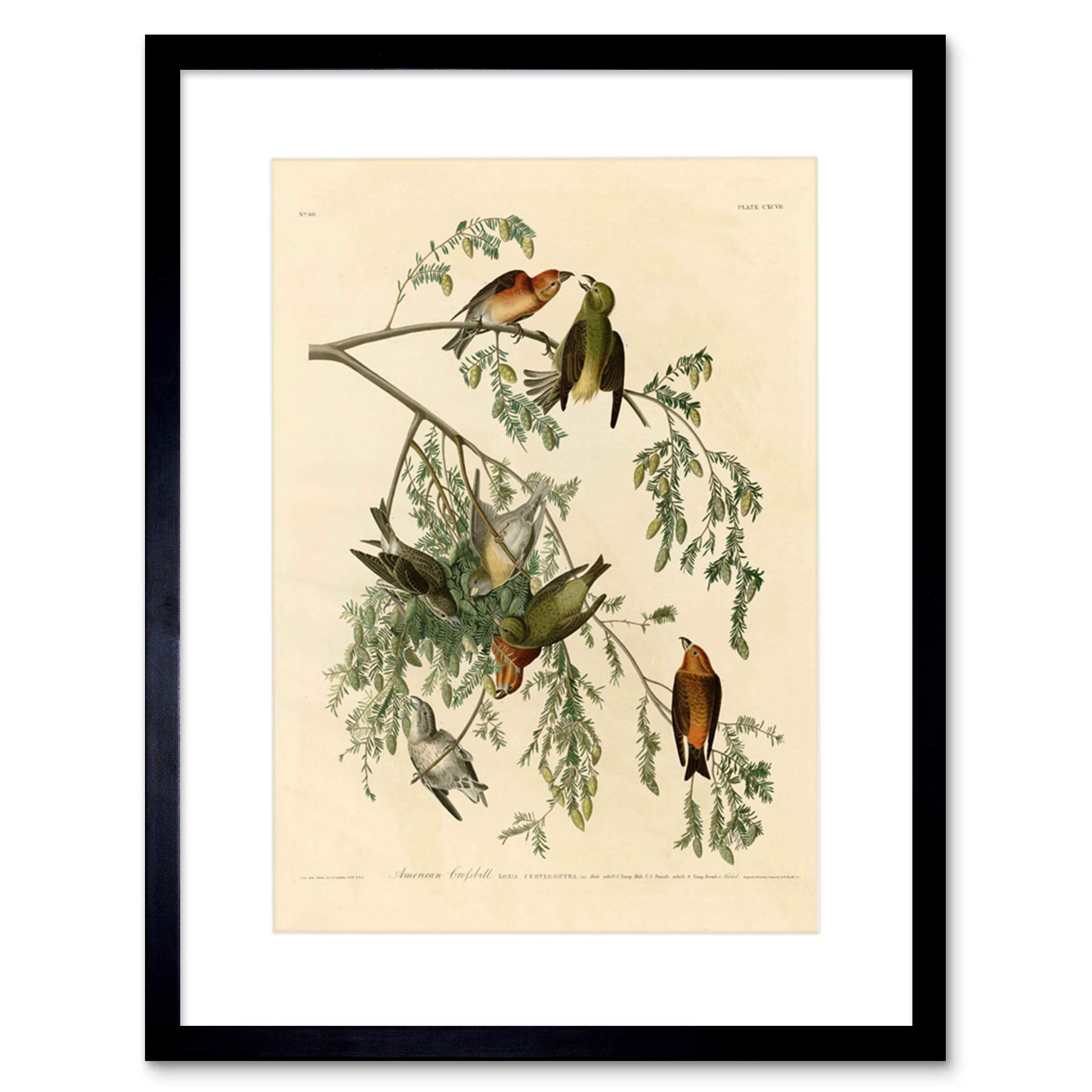 Wee Blue Coo Birds America Audubon American Crossbill Picture Framed Wall Art Print