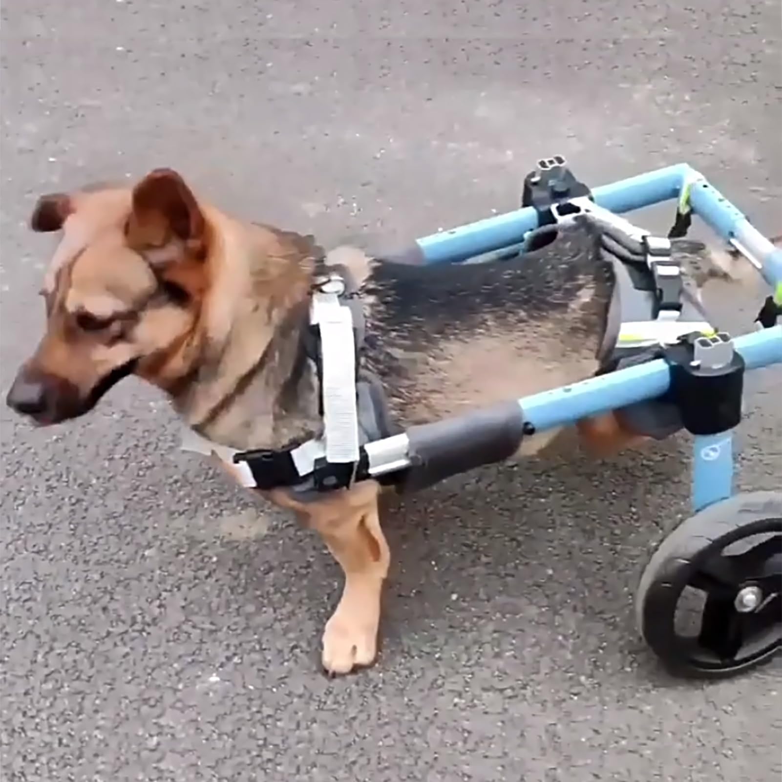 Fauteuil roulant réglable pour chien redonnez le bonheur de courir à votre compagnon