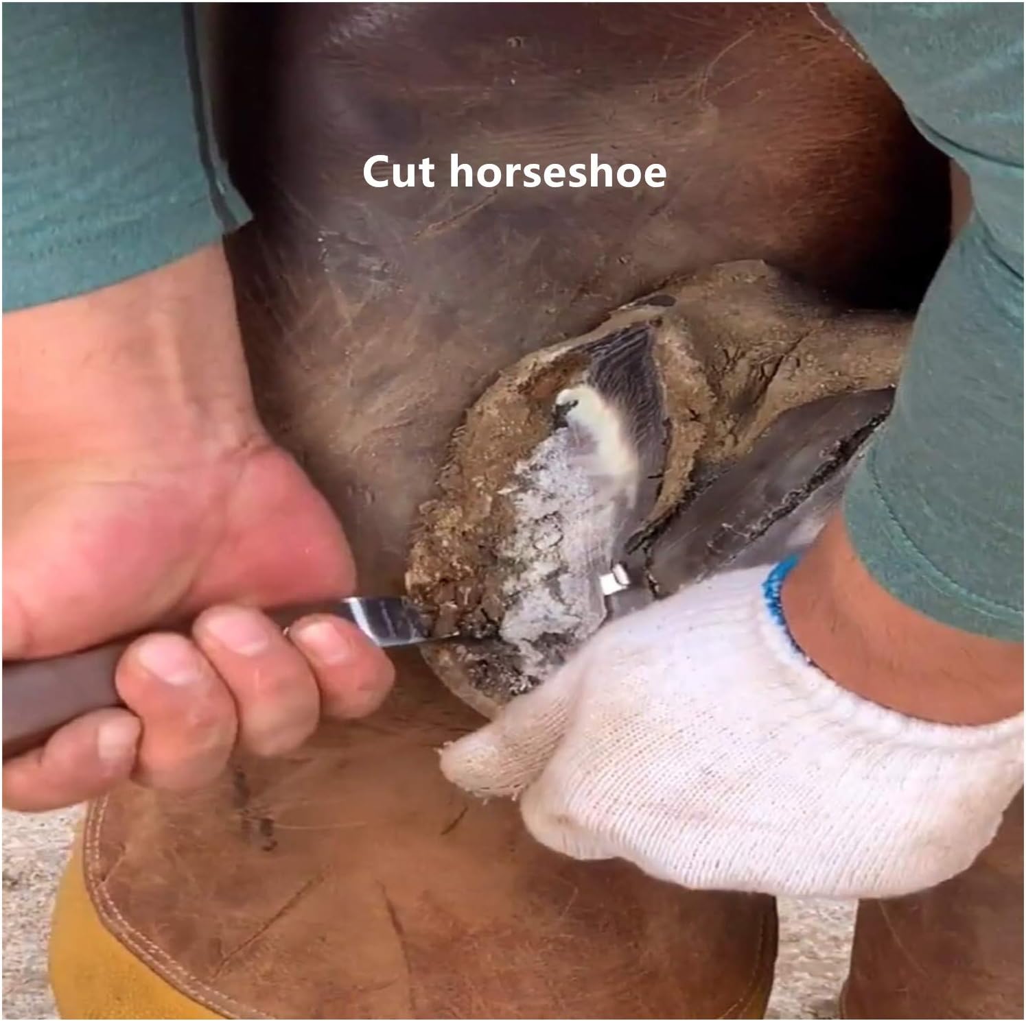 U/N Farrier Tools, Horses Hoof Trimmers Tools,Rasp Hoof Cutter Set,Suitable for Hoof Trimming for Horses/Donkeys,and The Repair of Hard Hooves of Large and Medium Animals (14INCH) : Pet Supplies