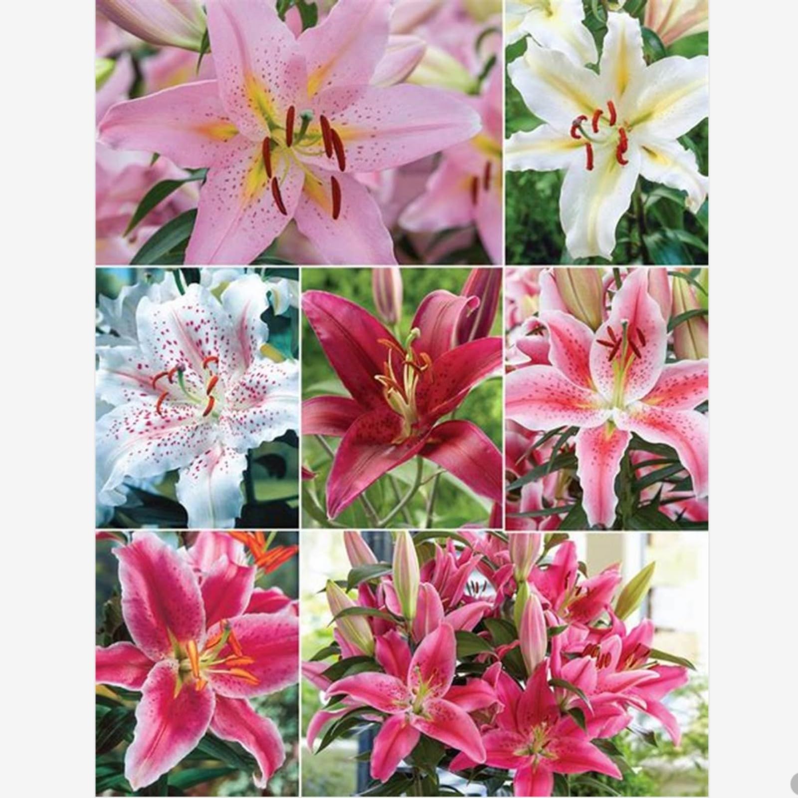 Lily Bulbs for Planting Now UK,Lily Bulbs Potted,Plants,Rhizome,Ornamental,Resistant,Bedding,Gorgeous-6bulbs-A