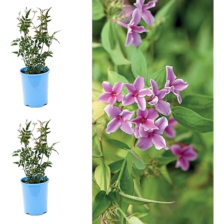 Jasmine X Stephanense Starry Starry Summer Scent - Jasminum Officinale