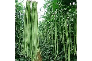 30+ Yard Long Bean Seeds for Planting Asian Vegetables