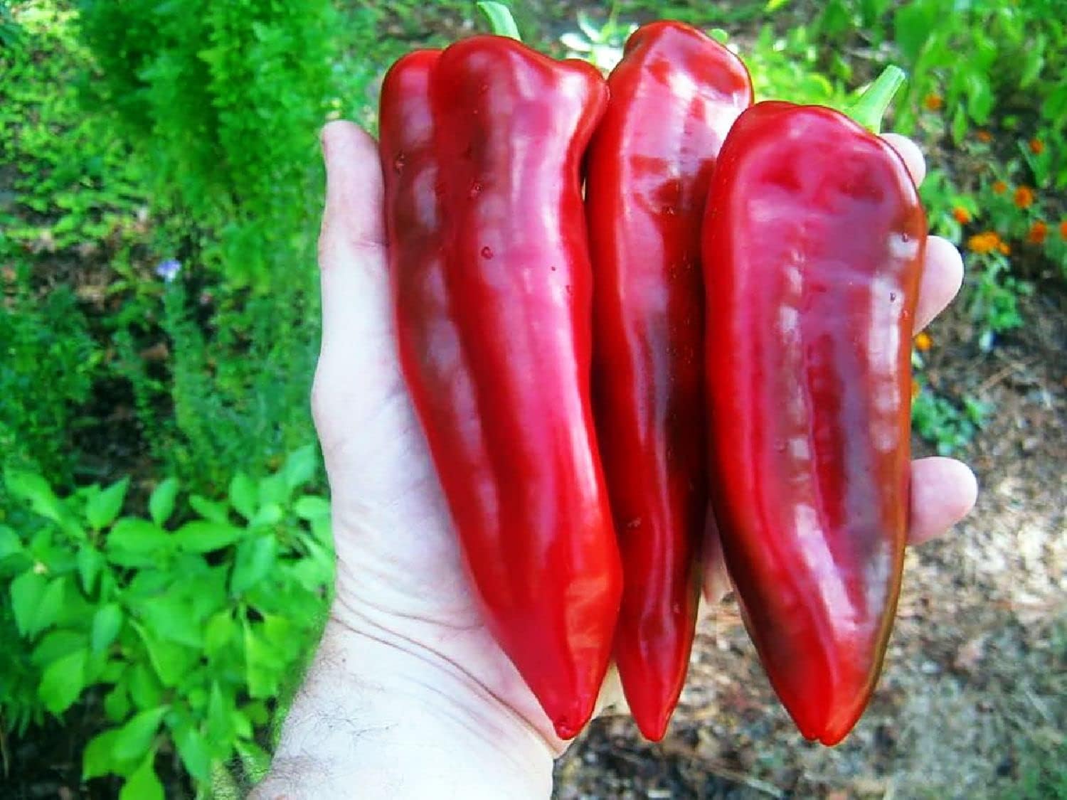 Germiniden Giant Marconi Pepper Plant Italian Sweet