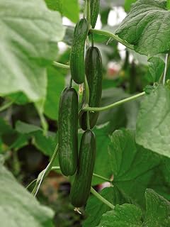 PREMIER SEEDS DIRECT - Greenhouse Cucumber - PASSANDRA F1-5 Finest Seeds - All Female Flowered