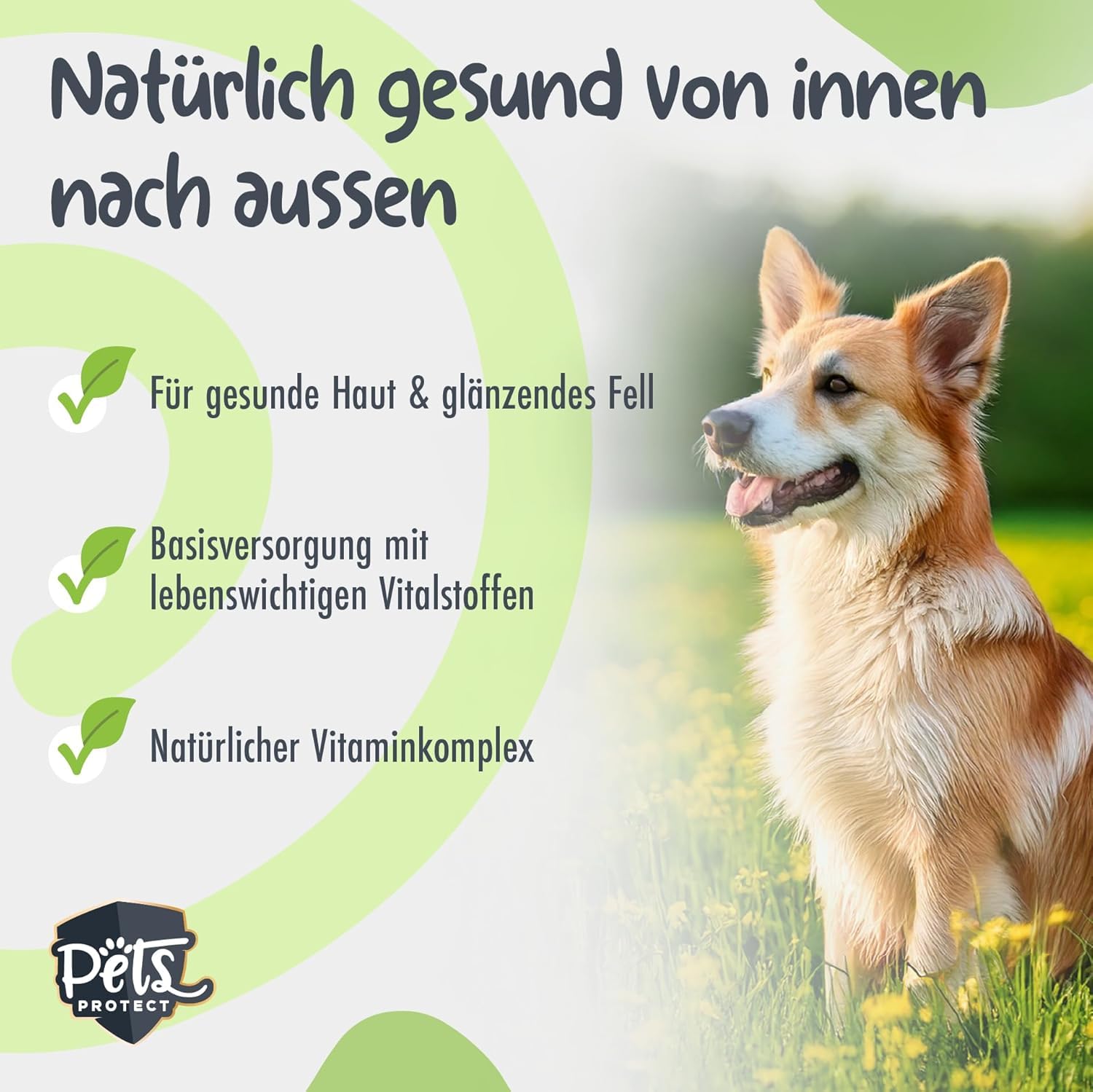 Powerstar Planty Crunch Hundefutter vegan 2x5000g - allergikerfreundlich | Getreide- und sojafrei mit Carnitin - Vitamin B12 und D3 - für Hunde mit Futtermittelallergie - Trockenfutter