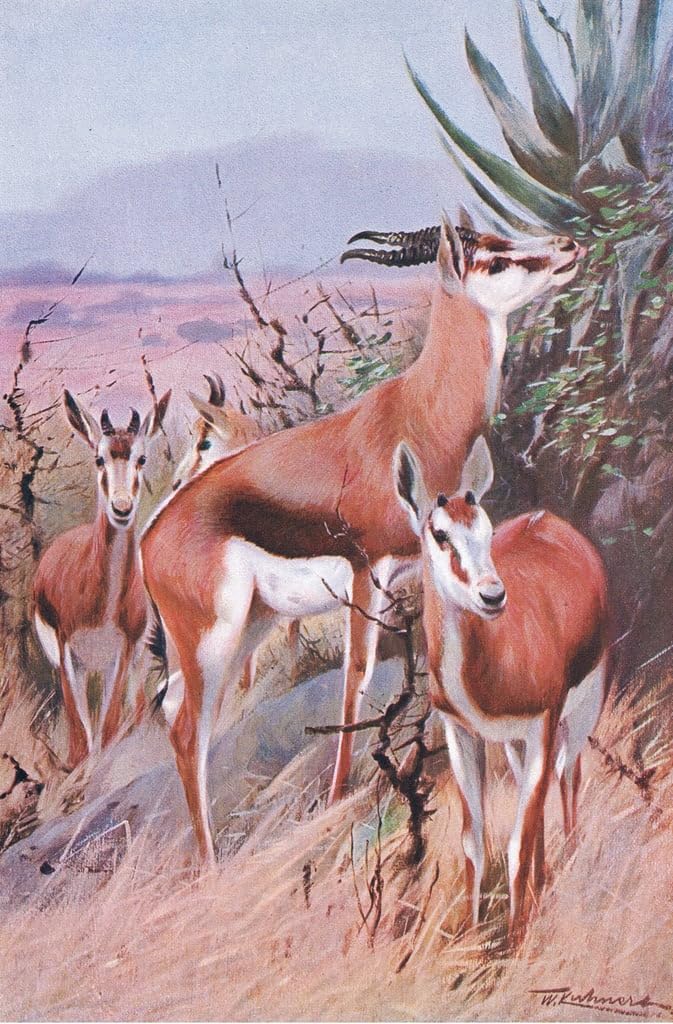 Impression de Springbok Wilhelm Kuhnert Solution Murs Vides Toile 60x90 - 5