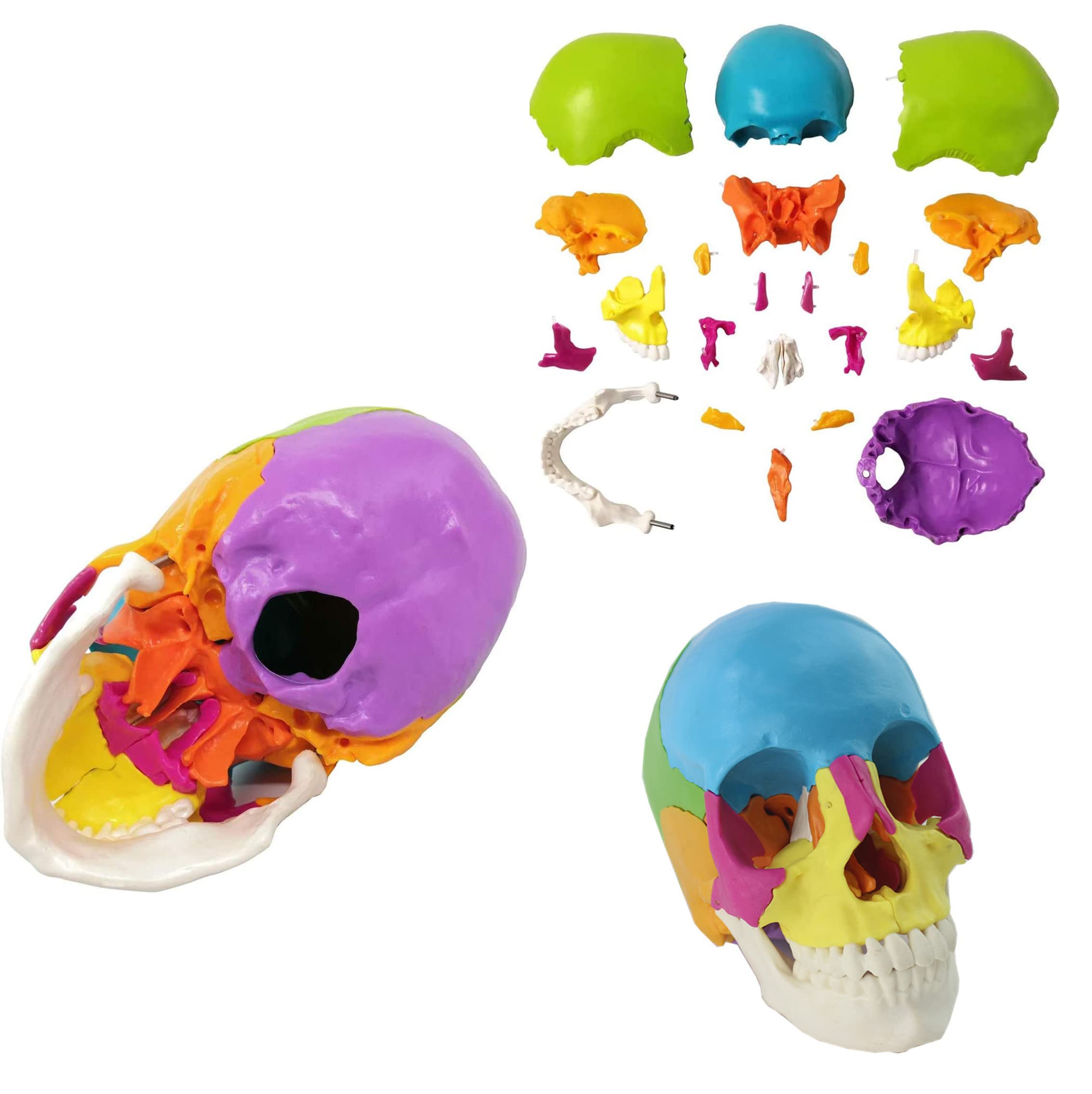 Modèle de crâne humain grandeur nature pour réviser l'anatomie médicale