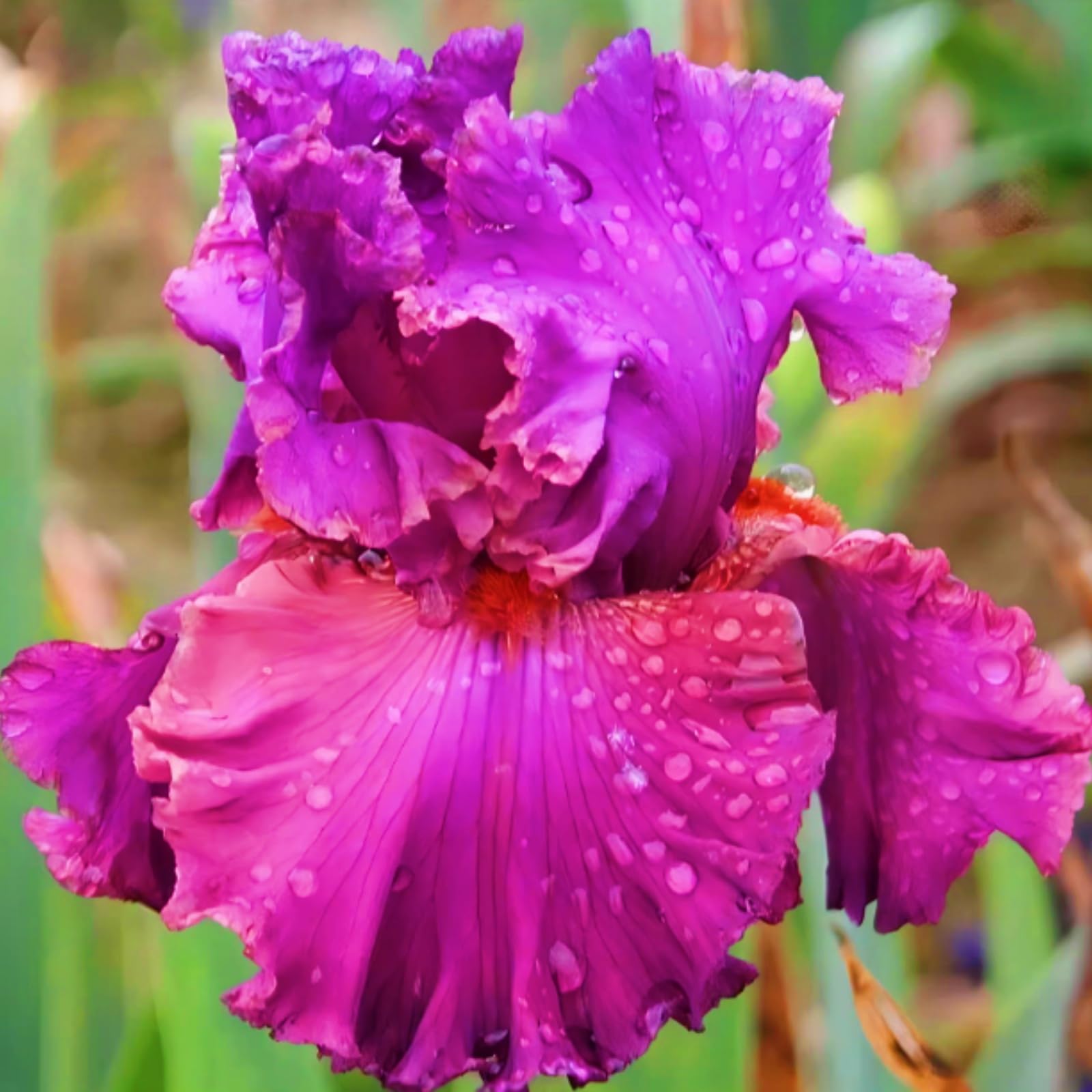 Iris bulbi，Iris bulbi rifiorente，Iris bulbi misti，Bulbi resistenti al freddo e alla siccità，Perenne, Piantagione del cortile del giardino-15 bulbi-a