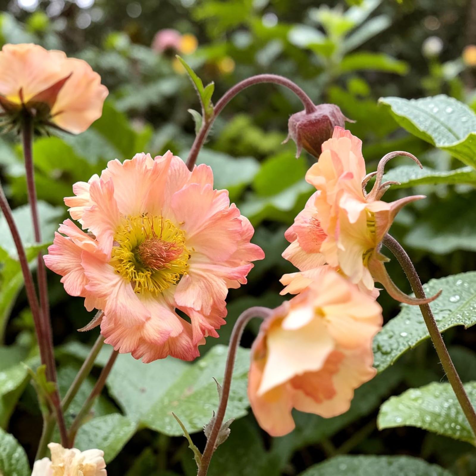 Carbeth Plants Geum Mai Tai Plant in 3L Pot