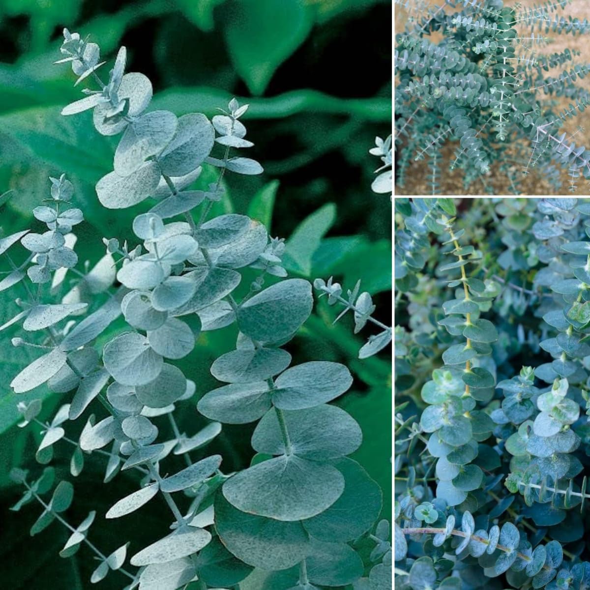 50 Pcs Aromatic Eucalyptus Tree Seeds – Heirloom Evergreen Plant, Quick Germination, Fragrant Silver-Green Foliage, Cold Tolerant, Perfect for Outdoor Landscaping & Indoor Drying