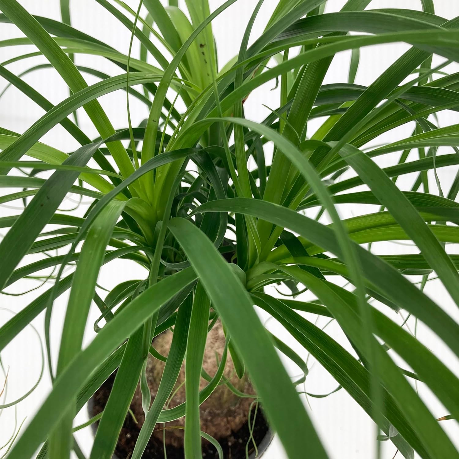 KENTIS - Nolina Beaucarnea Recurvata - Mangiafumo - Piante Vere da Interno Purifica Aria - Pianta da Appartamento - H 60-70 cm Vaso Ø 21 cm