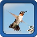 Hummingbirds Live Wallpapers