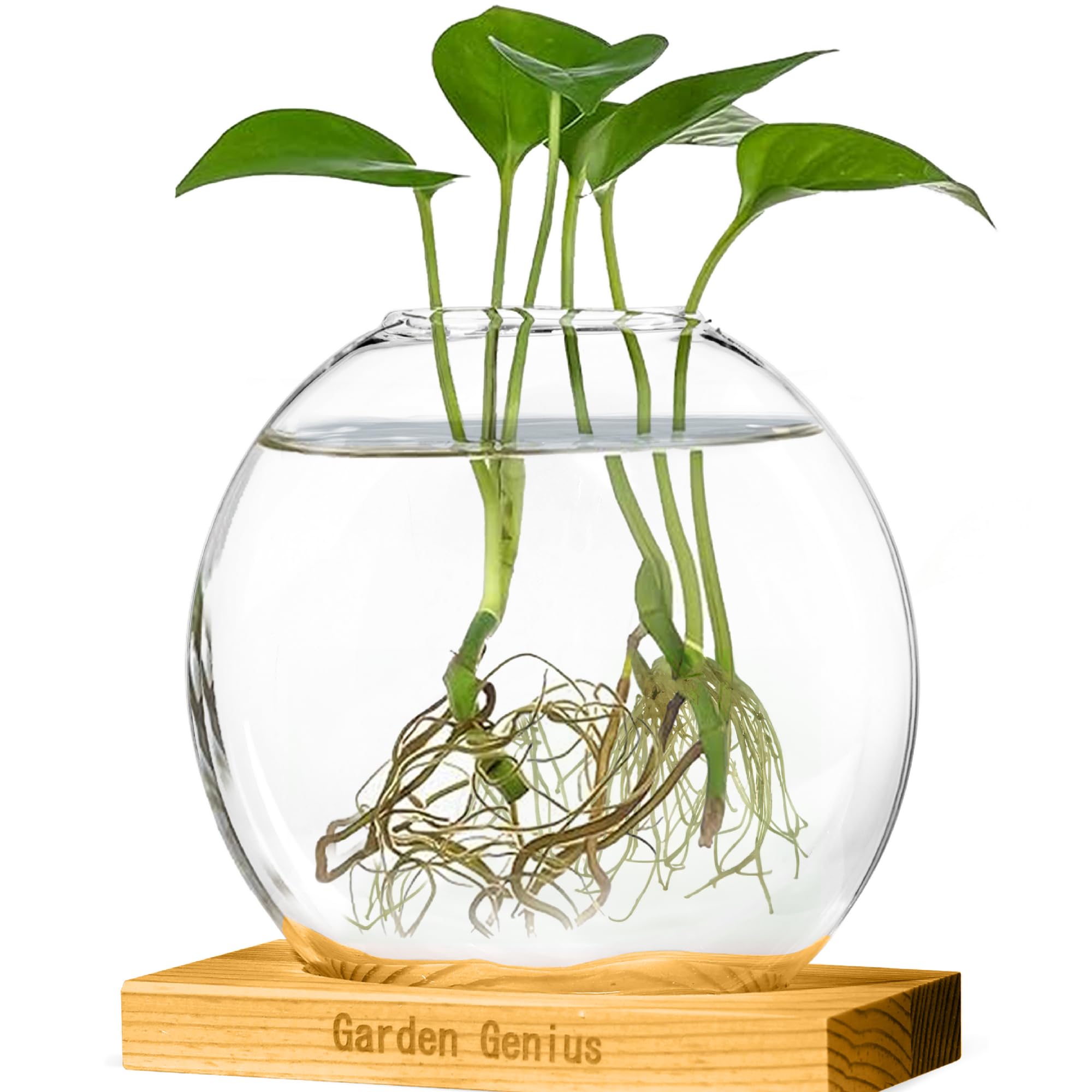 Garden Genius Propagation Station Plant Terrarium with Wooden Base – Single Glass Vase for Hydroponic Plants & Flowers | Ideal for Desks, Shelves,