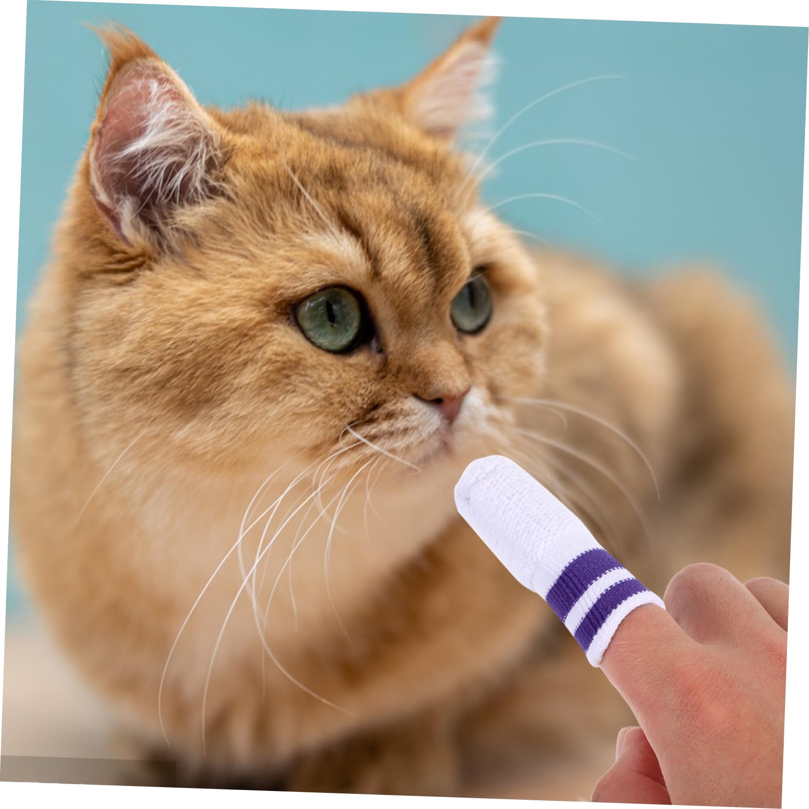 BESPORTBLE 30stücke Teiliges Für Haustiere Fingerzahnbürste Und Zahnreinigungspads Für Katzen Und Hunde Sanfte Zahnpflege Für Gesunde Zähne Und Frischen Atem Einfach Der Anwendung