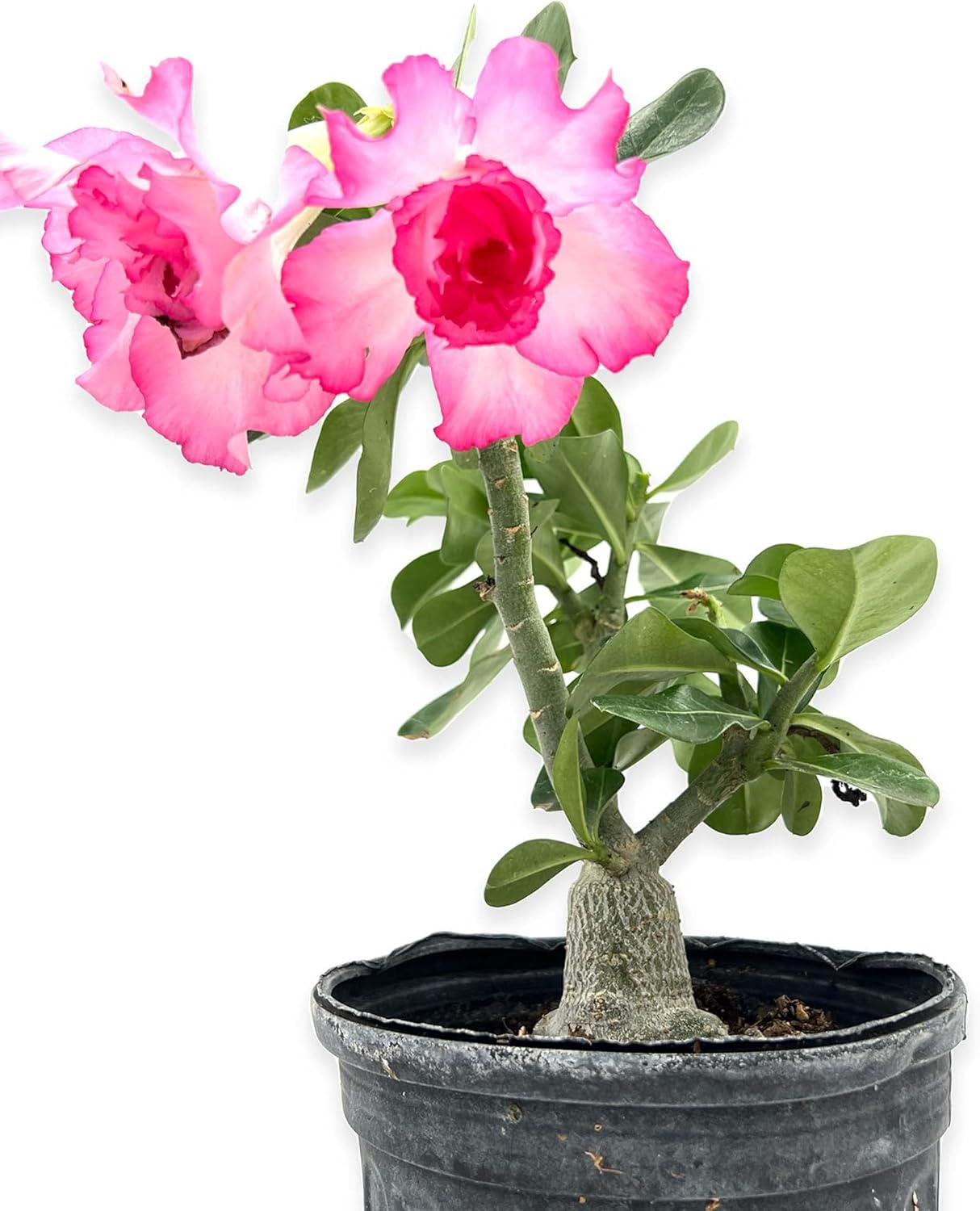 ragnaroc Live Succulents – Adenium Obesum Desert Rose 6-10” tall in 4” pot - 5ct - Color when flowering may be Pink or Red, Bonsai Caudex - Live Arrival Guaranteed - House Plants for Home Decor & Gift