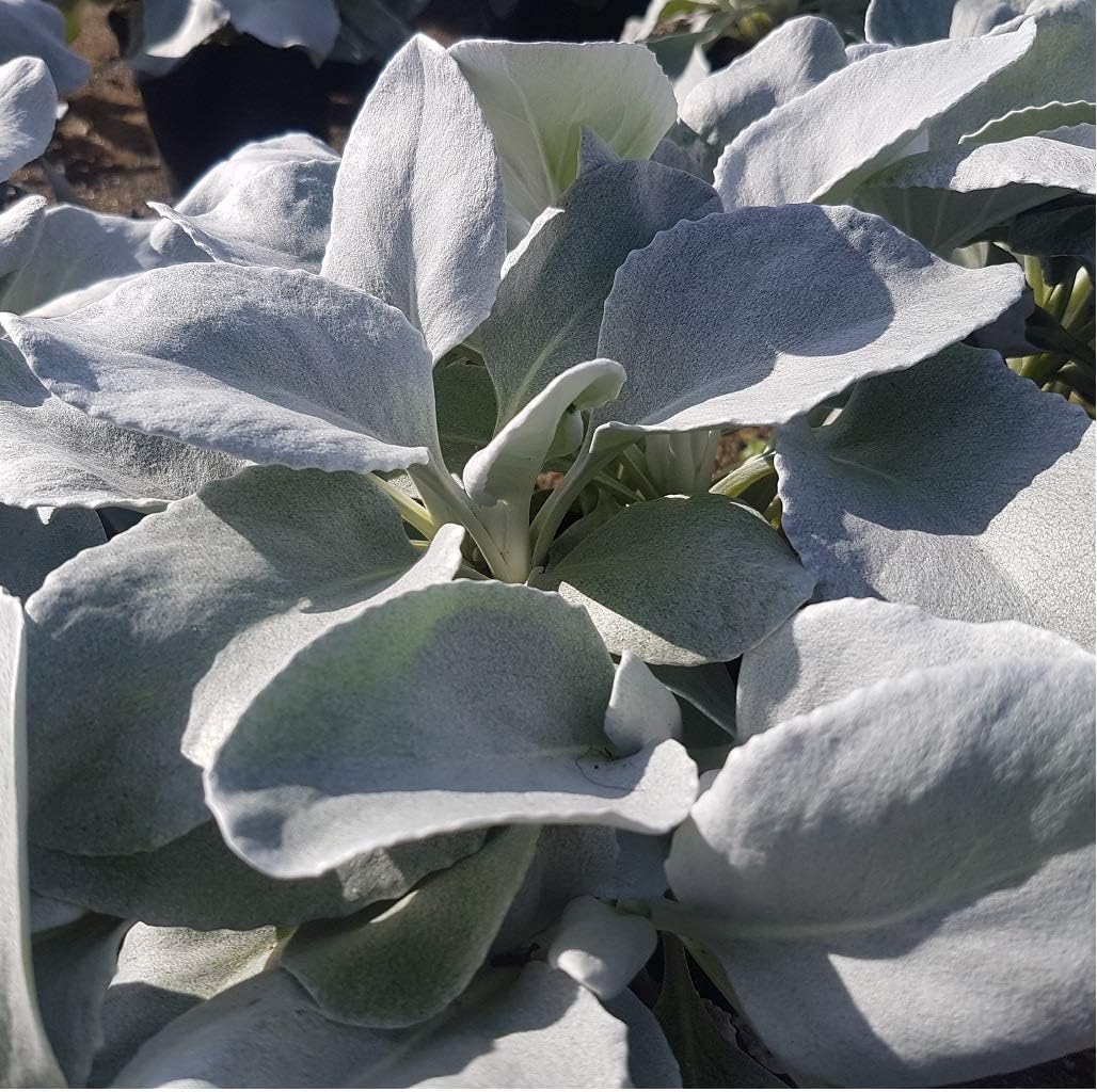 Senecio Angel Wings. 3 Litre Plant. Beautiful Foliage