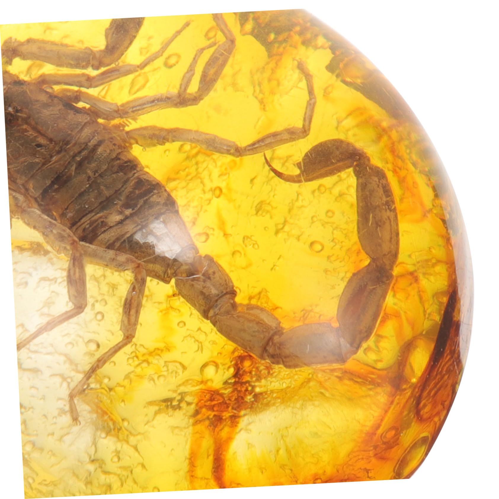 TOYANDONA 15pezzi Insetti Decorazioni Per Collezionisti e Appassionati Insetti Specimen e