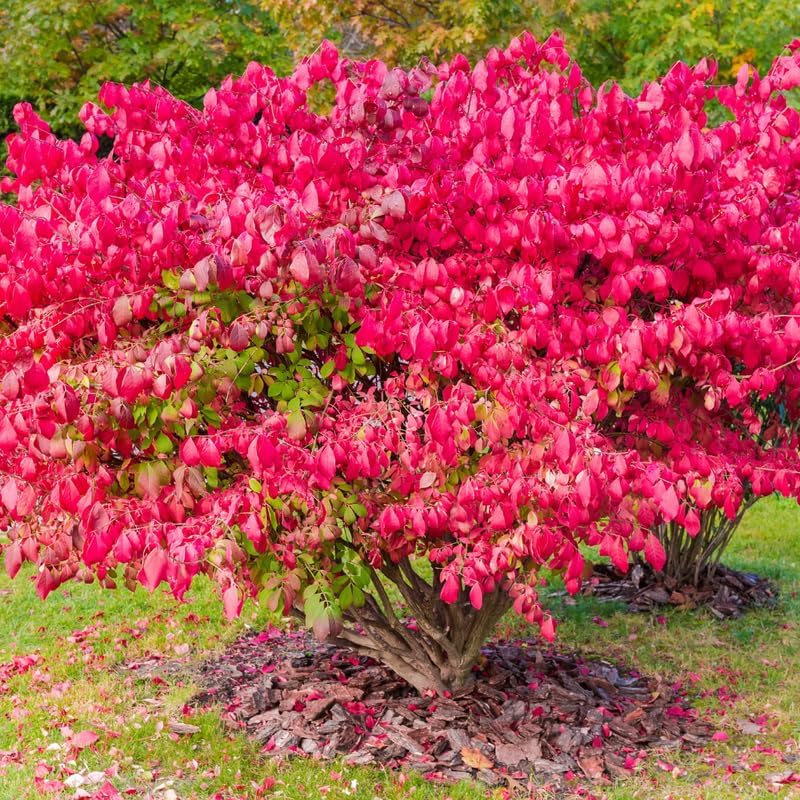 Dwarf Burning Bush Shrub, 12-18" Tall in Gallon Pot, Hardy Ornamental Shrub Live Plant for Outdoor Landscaping
