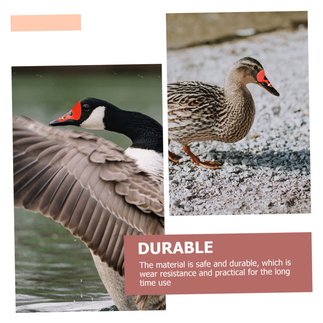 SUPVOX 100pcs Anti-Pecking Goose Anti- Pecking for Goose Farm Anti-Pecking for for Poultry Livestock Eye Mask for Peepers Geese Plastic Red