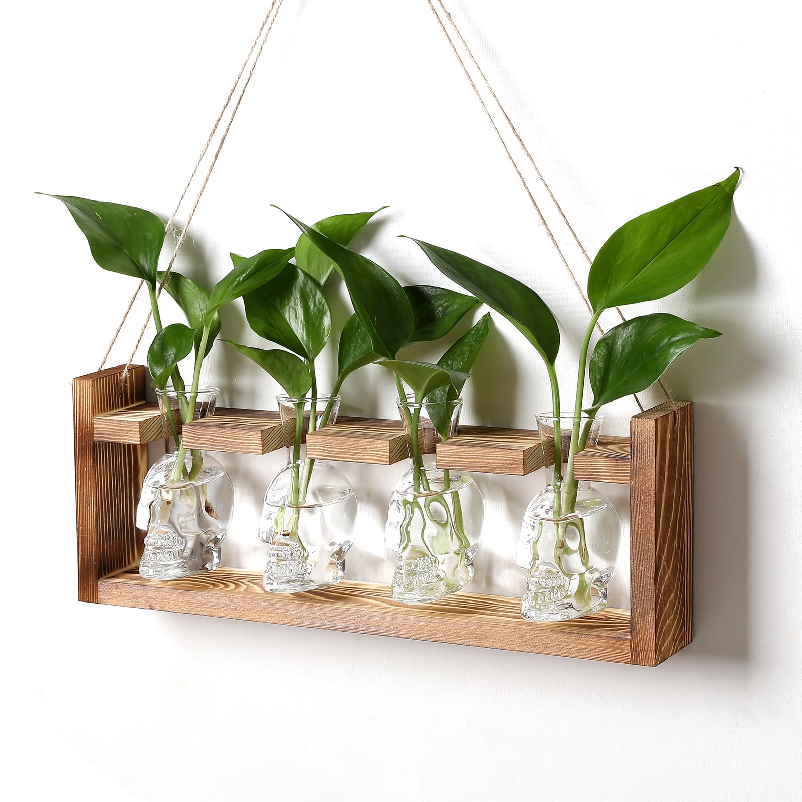 Kit vases en verre et station de propagation pour plantes aériennes