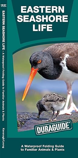 Amazon Product Image