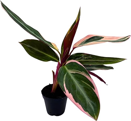 BubbleBlooms Stromanthe Triostar Sanguinea en maceta de 2 pulgadas